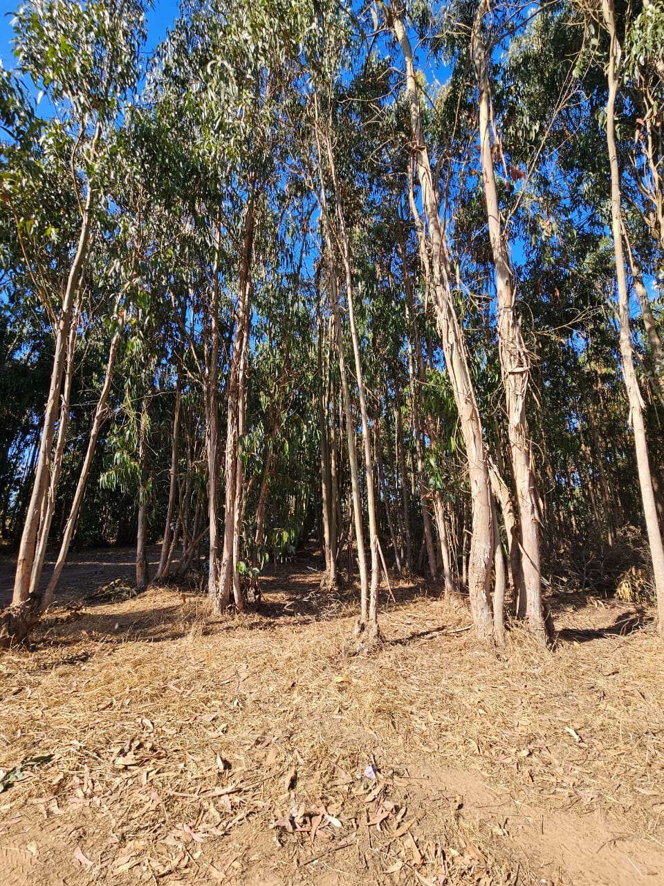 Terreno en venta Valle Hermoso San Sebastián, Litoral Central - foto 21